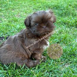 Shih Tzu Puppies from Shurbeez Shih Tzu