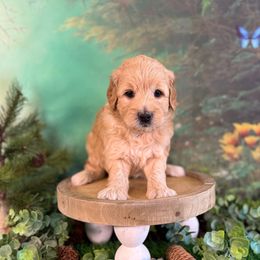 Aspen - Apricot male Goldendoodle puppy in Haltom City, Texas from Ohana Doodles