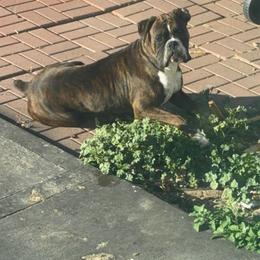 Rocki - Boxer
