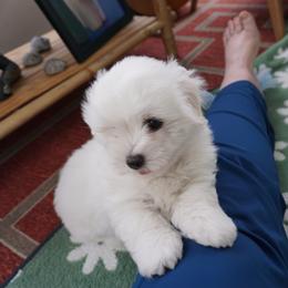 Coton de Tulear Puppies from Musique Cotons