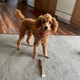 Lucy - Red  female Poodle puppy in Duncan, Oklahoma from 3C Poodles