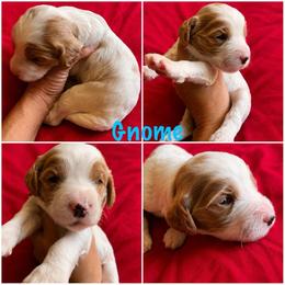 Boy 4 - Blenheim male Cavapoo puppy in Blanchard, Oklahoma from Curly Q Cavapoos
