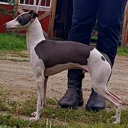 Maverick - Blue male Italian Greyhound puppy in Phillips, Maine from Maplewood Italian Greyhounds