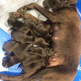 Dilute Retriever and Labrador Retriever Puppies from CKB Labradors