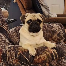 Sunny - Pug