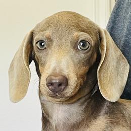 Bella - Dachshund