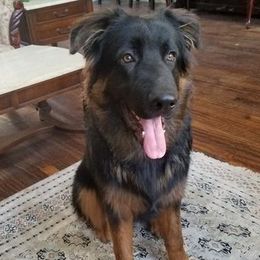 German Shepherds from Cheryl Fedak's German Shepherds