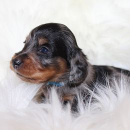 Girl 1 - Blue and tan female Dachshund puppy in Craig, Colorado from Rocky Mountain Shih Tzus and Dry Creek Miniature Dachshunds