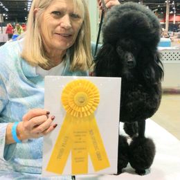 Biewer Terrier and Poodle Puppies from Dakota Ice Ice Baby Poodles