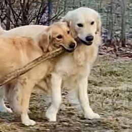 Golden Retrievers from Goldfeather Run