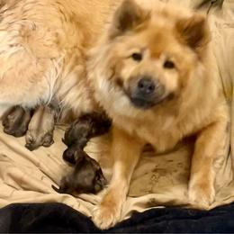 Female 2 - Sable female Eurasier puppy in Soap Lake, Washington from Falling Cedar Farm Samoyeds and Eurasier’s