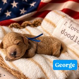 George aka Blue Collar - Cream male Goldendoodle puppy in Portland, Tennessee from Happy_Tails_by_TJ