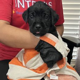 Girl 1 - Black female Cane Corso puppy in Thaxton, Virginia from Fortune Star Ultimate K9s
