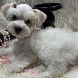Dolly - Wheaten female Miniature Schnauzer puppy in San Augustine, Texas from My Little Schnauzer Pals
