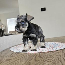 Female 1 - Salt and pepper female Miniature Schnauzer puppy in Chino, California from So Cal Schnauzer