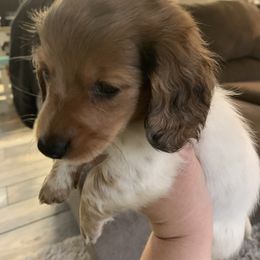 Dachshund Puppies from Sugar Creek Mini Doxies