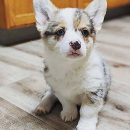 American Corgi Puppies from Bitty B Farms