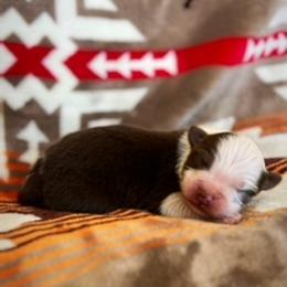 Australian Shepherd Puppies from Affinity Aussies