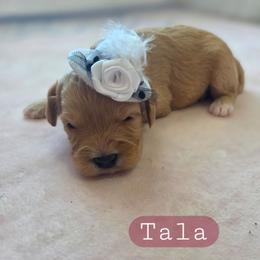 Tala - female Cavapoochon puppy in Bullard, Texas from Cavapoochon Central LLC