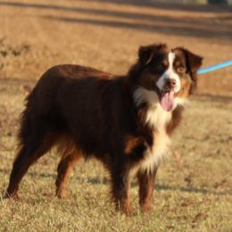 ILL Dally Down And Get To The Short Round AKA Dally - Red tri-color female Miniature American Shepherd puppy in Ava, Missouri from Blue Blood Mini Aussies