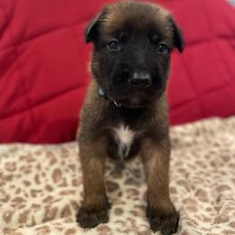 Sokka - Mahogany male xDutch Shepherd puppy in Chelsea, Alabama from Alliance K9