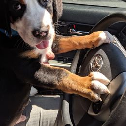 Greater Swiss Mountain Dog Puppies from Simply Swissies