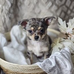 Rocky - Merle male Chihuahua puppy in Decatur, Illinois from We R Puppies