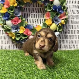 Rosé - Chocolate and tan female Dachshund puppy in Bald Knob, Arkansas from Victoria’s Dachshunds