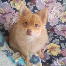 Gordon - Pomeranian