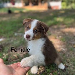 Pea , Short for Sweet Pea - Red tri-color female Australian Shepherd puppy in Bremen, Georgia from Ash-Land Aussies