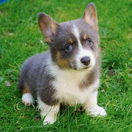 Bluejay - Blue male Pembroke Welsh Corgi puppy in Bedford, Indiana from Sunny Acres Corgis