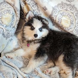 Pomsky Puppies from Rocky Mountain Pomskies