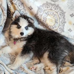 Pomsky Puppies from Rocky Mountain Pomskies