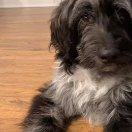 Aussiedoodles, Bernedoodles, Bernese Mountain Dogs, Companion Crosses, and Miniature Australian Shepherds from Barefoot Doodles