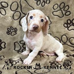Dapple Piebald - Dapple female Dachshund puppy in George West, Texas from Rockin M Kennel