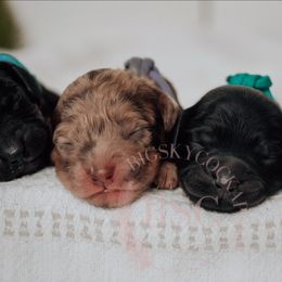 Teal collar - Black female Cockapoo puppy in Missoula, Montana from Big Sky Cockapoos