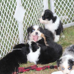 Australian Shepherd Puppies from Westrip Angus & Aussies