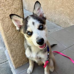 Arrow - Black and white male Pomsky puppy in La Verne, California from Red Cedar Pomskies