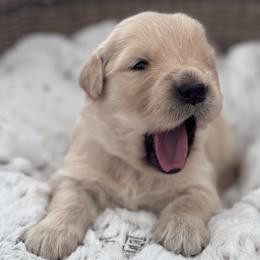 Orange Boy - Golden male Golden Retriever puppy in Silver Lake, Indiana from Seven Hills Goldens