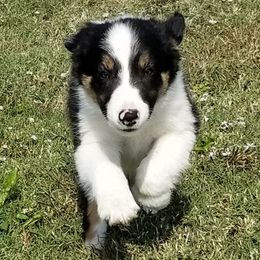 Border Collie Puppies from Bond Border Collies