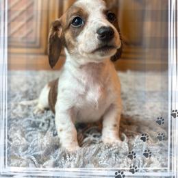 Tommy - Piebald male Dachshund puppy in Aiken, South Carolina from State Eight Dachshunds
