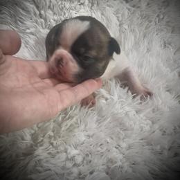 Boy 4 - Brindle and white male Boston Terrier puppy in Eight Mile, Alabama from Bishop's Bostons