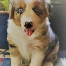 Australian Shepherd Puppies from Black Canyon Corral Aussies