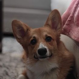 Alder - Pembroke Welsh Corgi