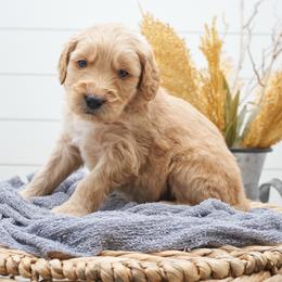 Ed - Grey collar - Apricot male Goldendoodle puppy in Arlington, Washington from Anderson Goldendoodles