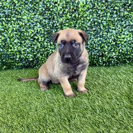 Shiver (purple) - Fawn sable female Belgian Malinois puppy in Buckeue, Arizona from Légende Vivante Du Chief Kennel