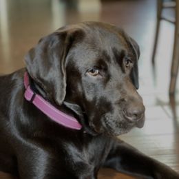 Lulu - Labrador Retriever