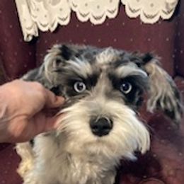 Miniature Schnauzers and Schnoodles from Rose’s Farm