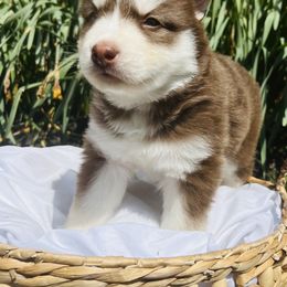 Siberian Husky Puppies from Wooly Woof Siberians