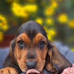 Basset Hound and Beagle Puppies from Orange Mountain Basset Hounds & Beagles